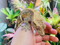 -Rabbit Cafe私房西餐甜点咖啡(栖霞路店)