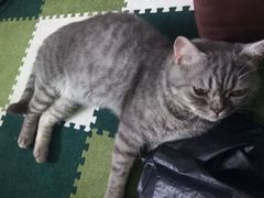 -猫猫幼稚园·撸猫·桌游·电玩