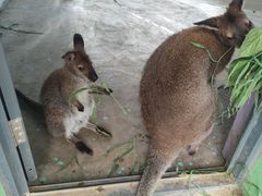 -西霞口神雕山野生动物世界