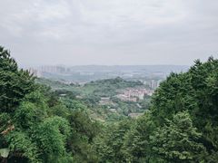 -铁山坪森林公园