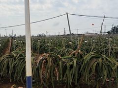 -硇洲岛旅游区