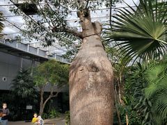 -北京植物园-展览温室