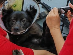 -PETKIT 小佩宠物·低压洗护·美容·寄养(安远店)