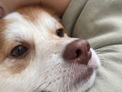 -爱诺耐芙动物医院(万博店)