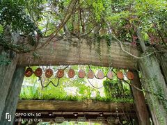 -西双版纳原始森林公园