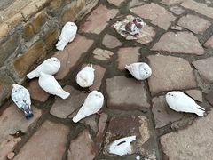 -康百万庄园