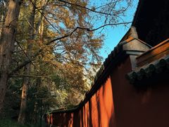 -天目山大树王景区