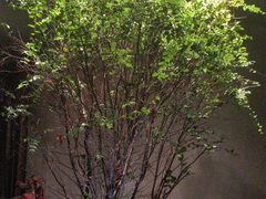 -森SPA·泰式按摩·精油Massage(宝安中心店)