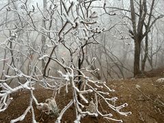 -鲁山国家森林公园
