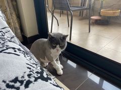 -老吴的猫·猫舍(新区店)