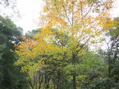 -广州市石门国家森林公园