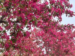 -咸阳湖景区-古渡公园