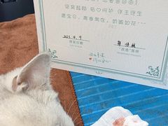 -安安宠医·普外科·内科·心超(佛山同济分院)