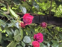 -徐家汇源景区-衡山公园