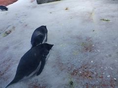 -上海海昌海洋公园