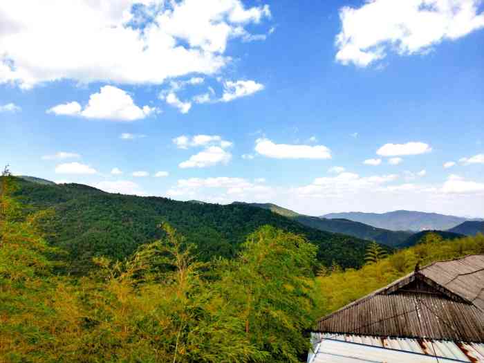 彝人谷竹海-"竹海还是挺好看的,虽然走下来面积不算特别..."-大众点评