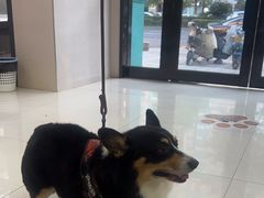 -安安宠医·安烨宠物医院·宠物保险(北仑分院)