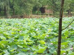 -南宁良凤江国家森林公园