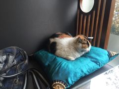 店里的素猫-随喜赞素食餐厅(亦庄店)