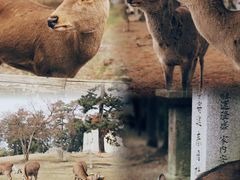 -奈良公园