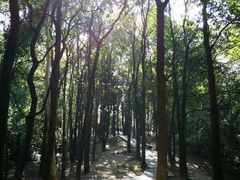 -火炉山森林公园