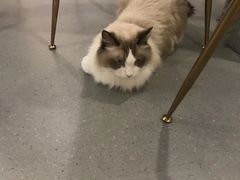 -飞行喵MR PILOT|猫舍·猫咖(静安大融城店)