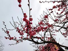 -木渎古镇