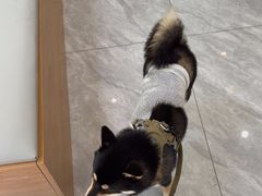 -瑞鹏宠物医院·普外科·影像科·皮肤科(城市山谷分院)