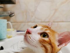 -瑞派旺宝宠物医院·犬猫全科综合·尿道专科(莲兴院)