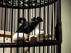 -清真·京华源铜锅涮肉(丰庆店)