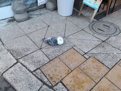 -札幌二条市场 大矶(本店)