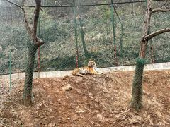 -栾川竹海野生动物园