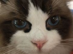 -喵喵咪呀布偶猫咖(春熙路店)