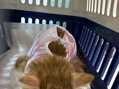 -纳吉亚猫专科动物医院·北北分院