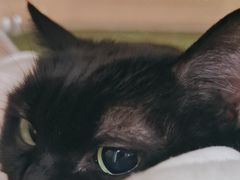 -凯特喵百思猫专科医院