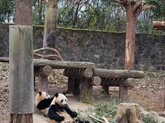 -都江堰中华大熊猫苑