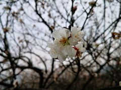 -香雪海