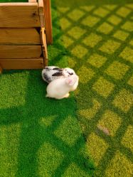 -萌宠亲子动物乐园(槐房万达店)