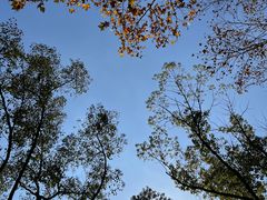 -上海共青森林公园