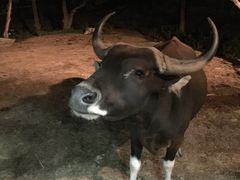 -清迈夜间动物园