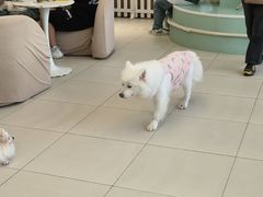 -怪兽屋·羊驼·猫咖·狗咖(俊华广场店)