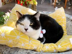 -喵屿·大理花园猫咖