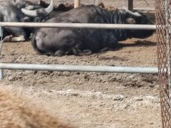 -秦皇岛野生动物园