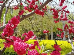 -桃花堤公园