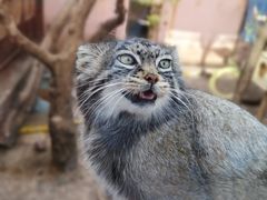 -青藏高原野生动物园