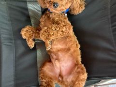 -FAELING PETS美天灵宠物(富力广场店)