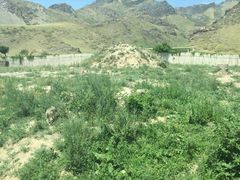 -新疆天山野生动物园