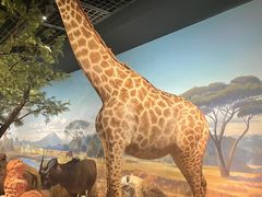 -陕西自然博物馆