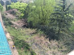-武汉大学-樱园