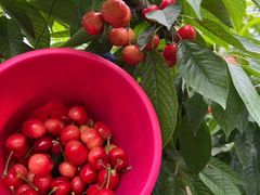 -合肥滨湖国家森林公园